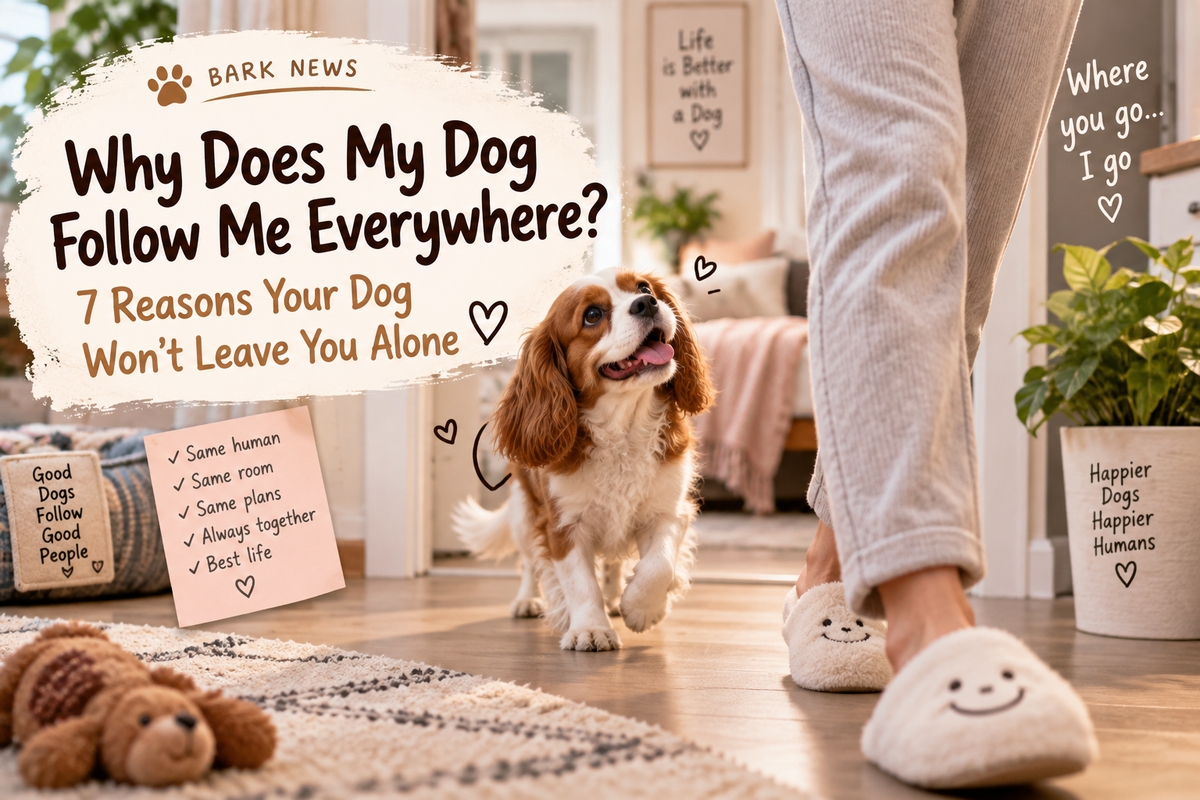 Why Does My Dog Follow Me Everywhere? 7 Reasons Your Dog Won't Leave You Alone